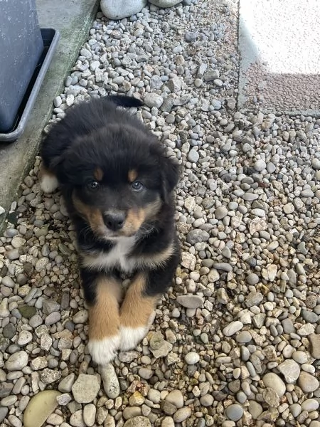 Cuccioli Pastore Australiano | Foto 4