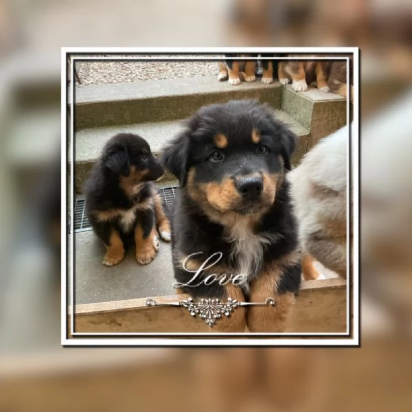 Cuccioli Pastore Australiano | Foto 3