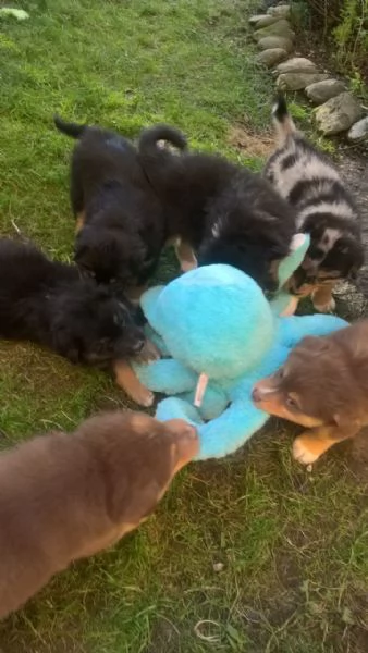 Cuccioli Pastore Australiano | Foto 3