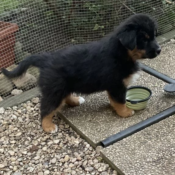 Cuccioli Pastore Australiano | Foto 2