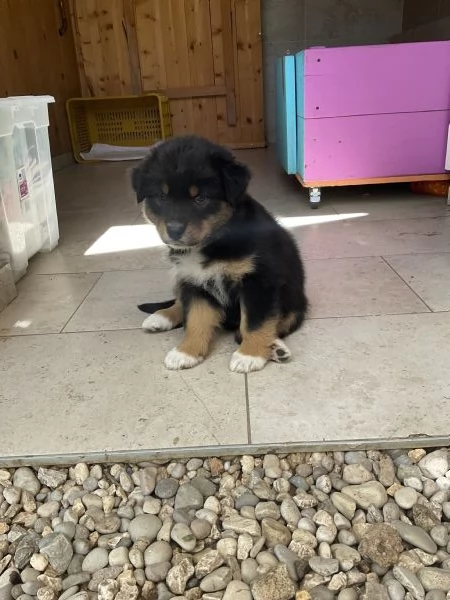 Cuccioli Pastore Australiano | Foto 2