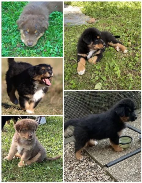 Cuccioli Pastore Australiano | Foto 1