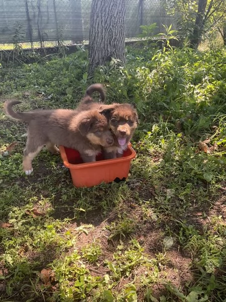 Cuccioli Pastore Australiano | Foto 0