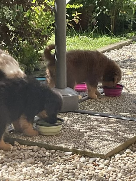 Cuccioli Pastore Australiano | Foto 1