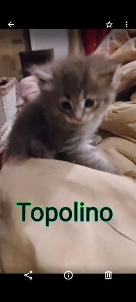 Tipo discendenza nonni norvegesi delle foreste  | Foto 2