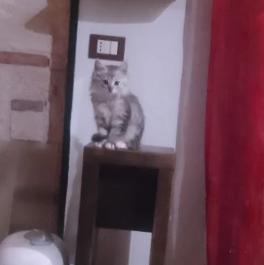 Tipo discendenza nonni norvegesi delle foreste  | Foto 5