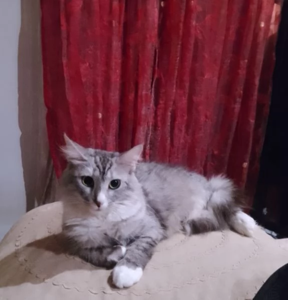 Tipo discendenza nonni norvegesi delle foreste  | Foto 1