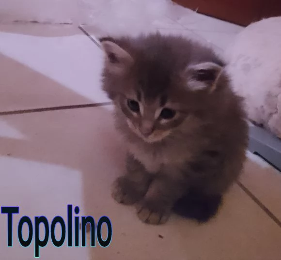 Tipo discendenza nonni norvegesi delle foreste 