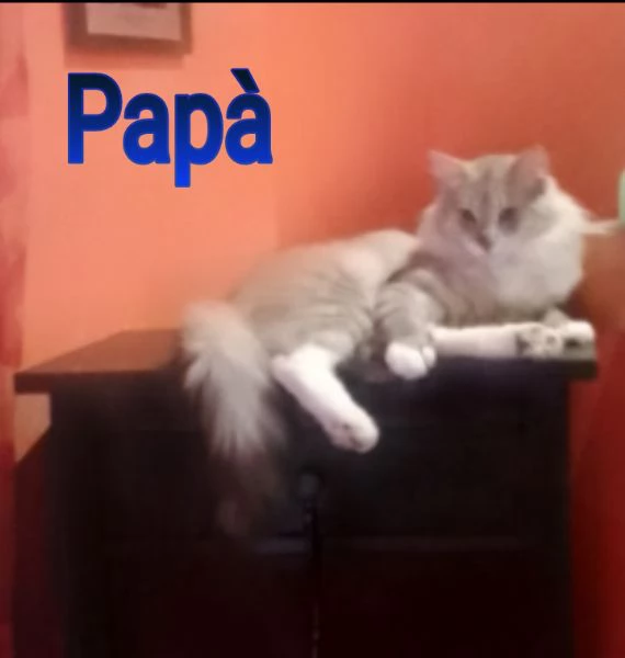 Tipo discendenza nonni norvegesi delle foreste  | Foto 3