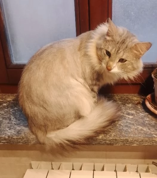 Tipo discendenza nonni norvegesi delle foreste  | Foto 2