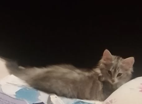 URGENTE Gattino tipo discendenza nonni norvegesi  | Foto 4
