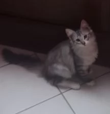 URGENTE Gattino tipo discendenza nonni norvegesi  | Foto 3