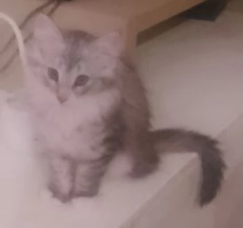 URGENTE Gattino tipo discendenza nonni norvegesi  | Foto 2