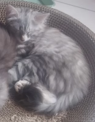URGENTE Gattino tipo discendenza nonni norvegesi 