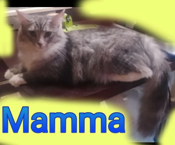 Tipo discendenza nonni norvegesi delle foreste  | Foto 0