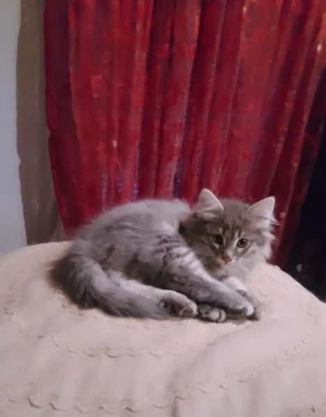 Tipo discendenza nonni norvegesi delle foreste  | Foto 1