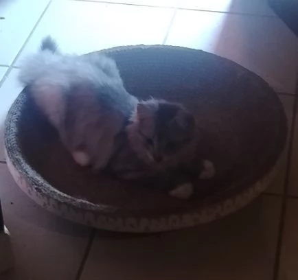 URGENTE Gattino tipo discendenza nonni norvegesi  | Foto 0