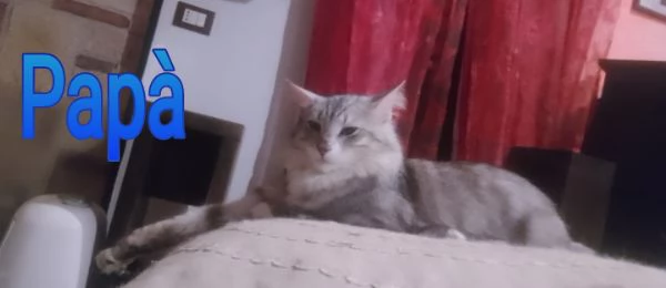 Gattino nonni Norvegesi delle Foreste  | Foto 0