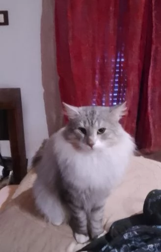 Tipo discendenza nonni norvegesi delle foreste  | Foto 0