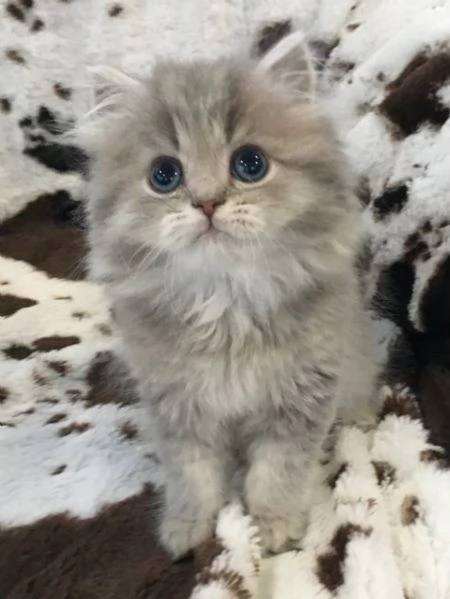 Due bellissimi gattini persiani in regalo