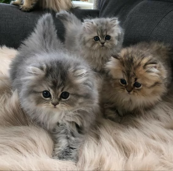 Due bellissimi gattini persiani in regalo | Foto 0