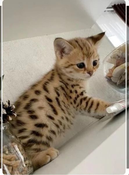 Gatitos del Bengala disponibili per regalo