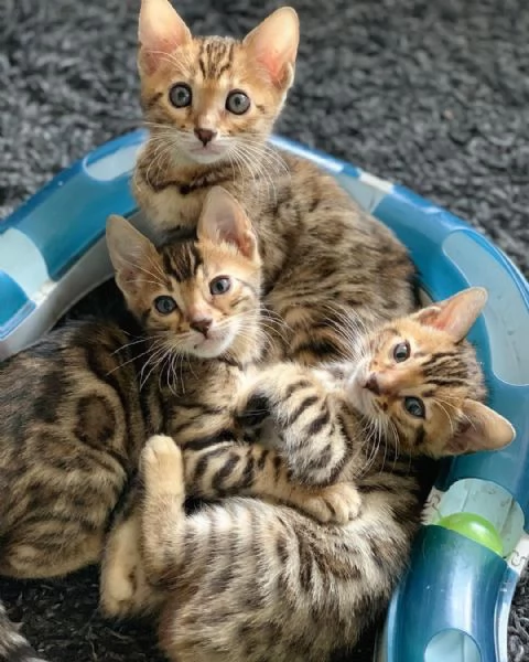Gatitos del Bengala disponibili per regalo | Foto 0