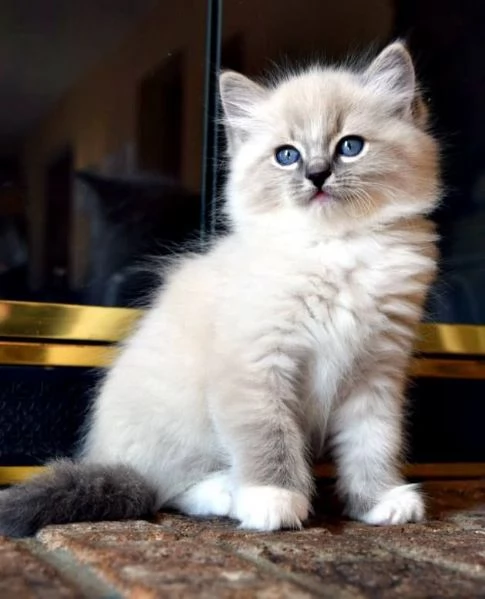 Cuccioli Ragdoll maschi e femmine intelligenti