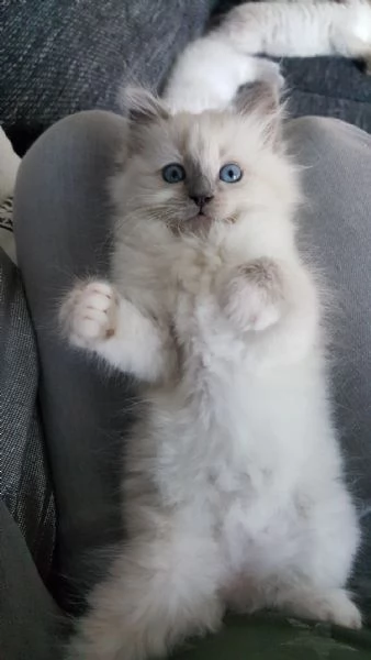 Cuccioli Ragdoll maschi e femmine intelligenti | Foto 0