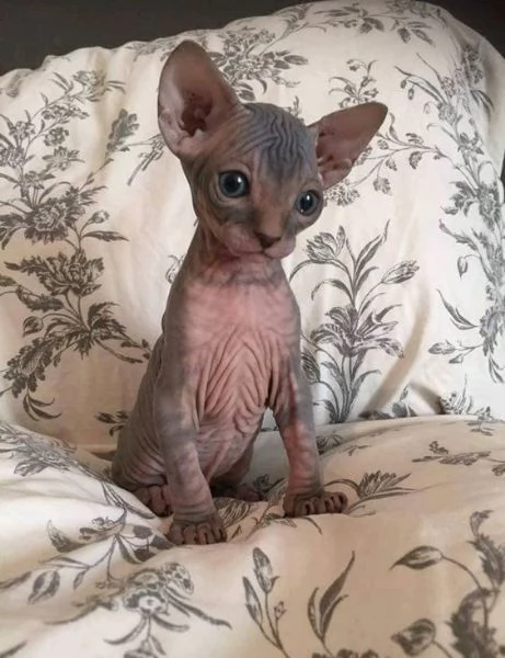 Bellissimi gattini Sphynx affettuosi 