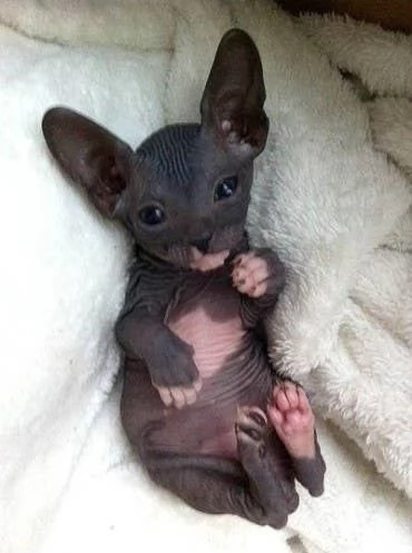 Bellissimi gattini Sphynx affettuosi  | Foto 0