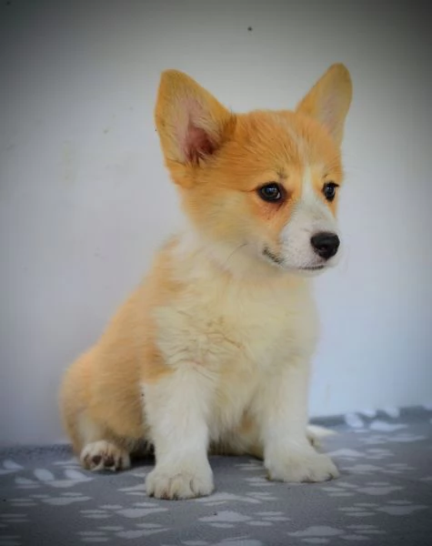 Welsh Corgi Pembroke  Cuccioli bellissimi | Foto 6