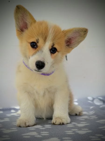 Welsh Corgi Pembroke  Cuccioli bellissimi | Foto 5