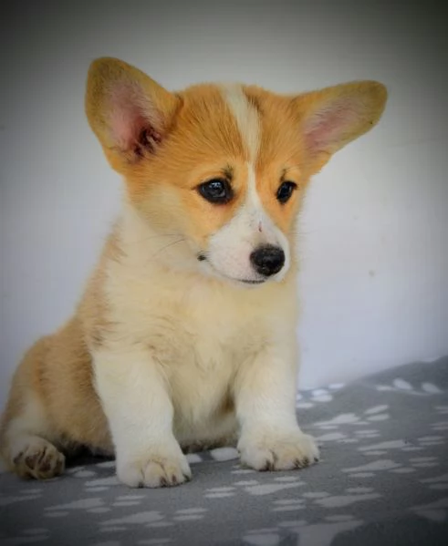 Welsh Corgi Pembroke  Cuccioli bellissimi | Foto 4