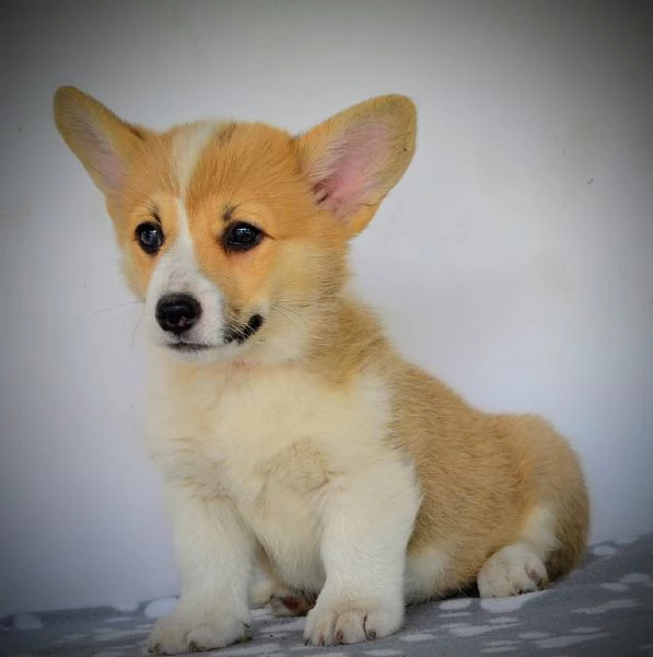 Welsh Corgi Pembroke  Cuccioli bellissimi | Foto 3