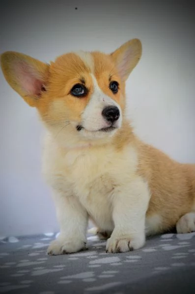 Welsh Corgi Pembroke  Cuccioli bellissimi | Foto 2