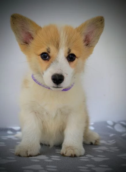 Welsh Corgi Pembroke  Cuccioli bellissimi