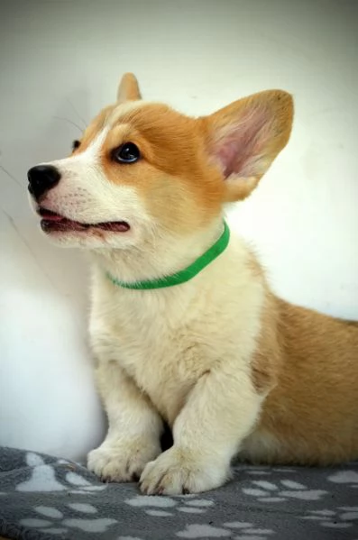 Welsh Corgi Pembroke  Cuccioli bellissimi | Foto 1