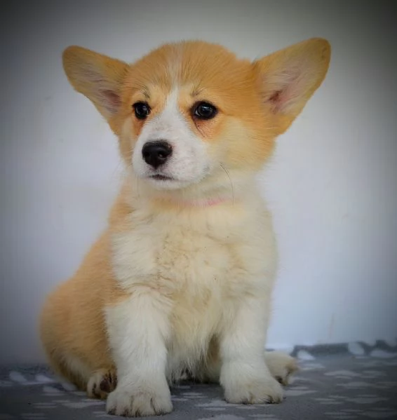 Welsh Corgi Pembroke  Cuccioli bellissimi | Foto 0