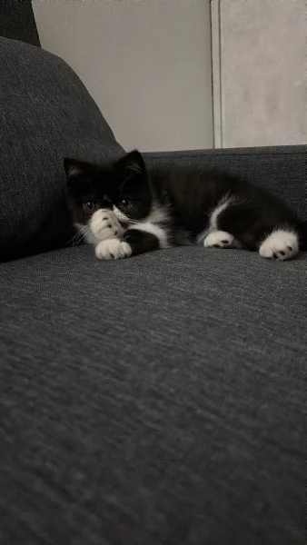 Exotic shorthair 
