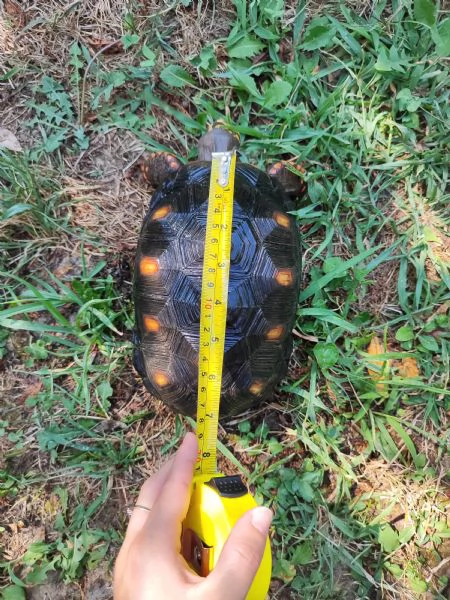 Tartaruga Chelonoidis Carbonaria  | Foto 3