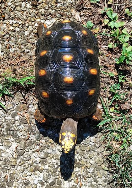 Tartaruga Chelonoidis Carbonaria  | Foto 2