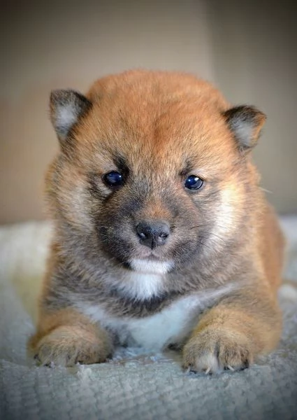 Shiba Inu Cuccioli Bellissimi | Foto 6