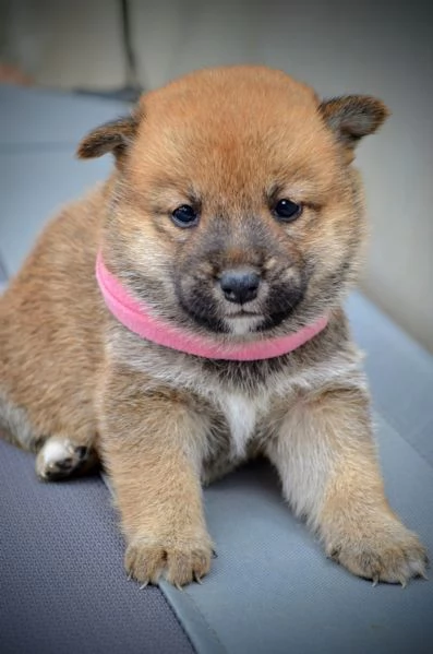 Shiba Inu Cuccioli Bellissimi | Foto 5