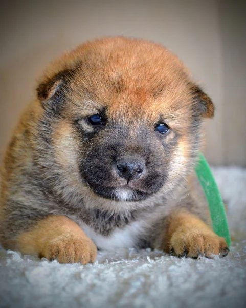 Shiba Inu Cuccioli Bellissimi | Foto 4