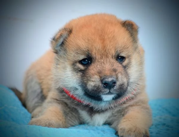 Shiba Inu Cuccioli Bellissimi | Foto 3