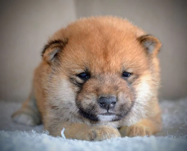 Shiba Inu Cuccioli Bellissimi | Foto 2