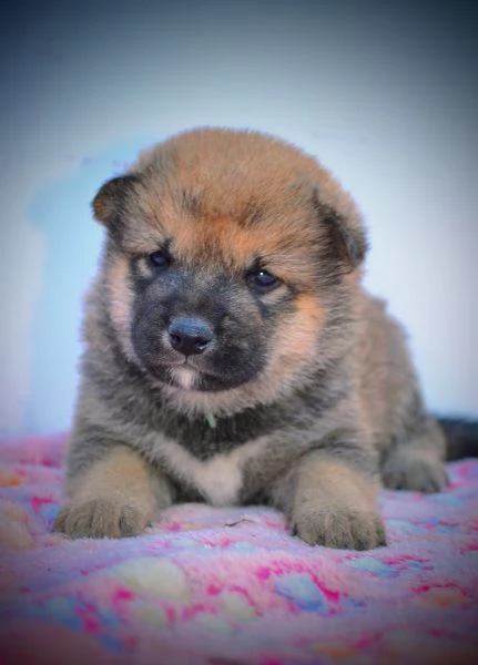 Shiba Inu Cuccioli Bellissimi | Foto 1