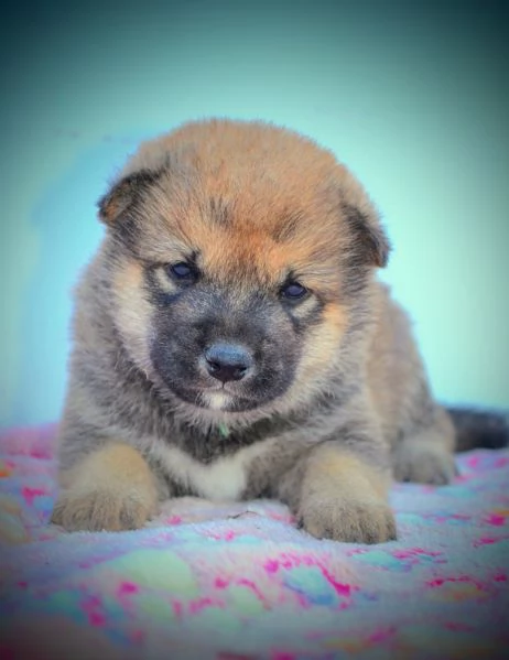 Shiba Inu Cuccioli Bellissimi | Foto 0