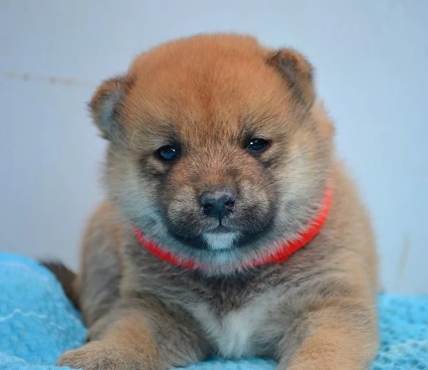 Shiba Inu Cuccioli Bellissimi